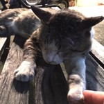 Pittsu Ria Rakku Edotto - お店前のベンチにいた看板猫(多分、違うだろうけど　笑)