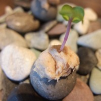 ルカンケ - 石に見立てたパンとリエット