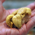 寿司栄 - 九州唐津の雲丹の握り