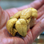 寿司栄 - 九州唐津の雲丹の握り