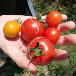 ブルーベリー安曇野 - ミニトマトも