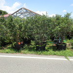 ブルーベリー安曇野 - 道路の両側にあります