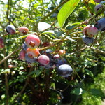 ブルーベリー安曇野 - ブルーベリー