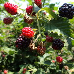 ブラックベリー