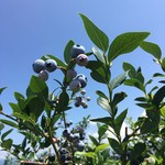 ブルーベリー