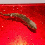 ル・マノアール・ダスティン - アップ