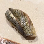 すし匠 まさ - H28.8 小肌