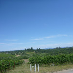 Iron Horse Vineyards - 