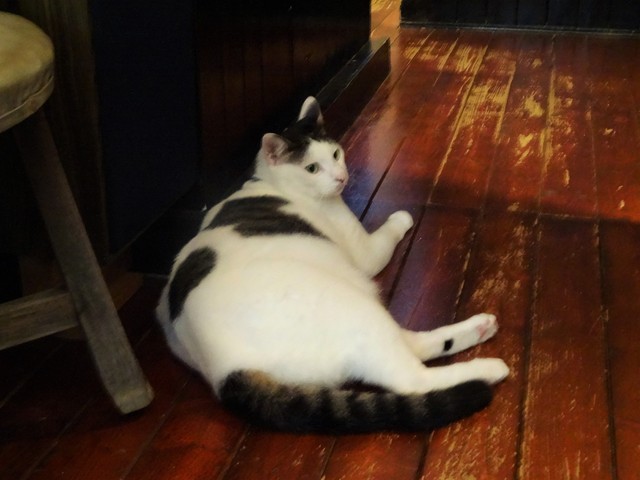 江の島内最大の穴場喫茶 猫に癒されること間違いなし By 湘南の宇宙 カフェーマル 片瀬江ノ島 カフェ 食べログ 江の島内最大の穴場喫茶 猫に癒されること間違いなし By 湘南の宇宙 カフェーマル 片瀬江ノ島 カフェ 食べログ