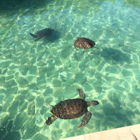 マラルンガ鉄板焼 - 人工池にはウミガメが悠々と泳いでいます