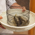 緒方 - 凄く元気な鮎ですねぇ