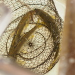 緒方 - 福井県産の鮎