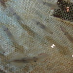 はつしろ - 店内生簀には烏賊