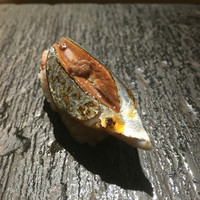 SUSHI TOKYO TEN、 新宿ニュウマン店 - 