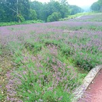Tambara Lavender Park - ラベンダー畑
