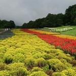 Tambara Lavender Park - 園内…他のお花も咲いててキレイ