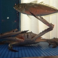 旬魚 左阿彌 錦店 - 水槽の魚君