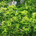 レストラン酢重正之 - 軽井沢