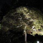 エルムガーデン - 