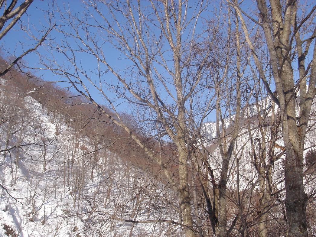 秘境の宿 雪あかり name=