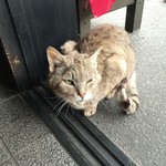 鳥峰うなぎ店 - 帰りがけに猫ちゃんが来店しましたが売り切れですよぉ（笑）