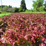 おやさいガーデンTIERRA - 