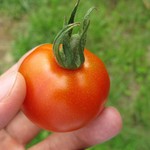 おやさいガーデンTIERRA - 