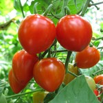 おやさいガーデンTIERRA - 