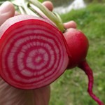 おやさいガーデンTIERRA - 