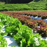 おやさいガーデンTIERRA - 