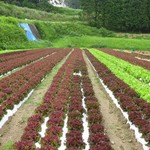 おやさいガーデンTIERRA - 