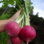 おやさいガーデンTIERRA - 