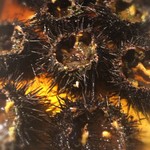 サイアミーズ フィン - くりぬかれた生ウニの殻たち