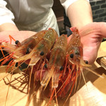 東麻布 天本 - 2016/9_ボタン海老