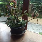 おほげつ - テーブルの植木(^^)