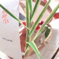 ステーキ＆ワイン オクソン - 前菜はこんな感じで「葦」でデコレーションされていました。