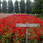 ファーム富田 - 