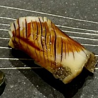 すし 弥助 - 煮アワビ