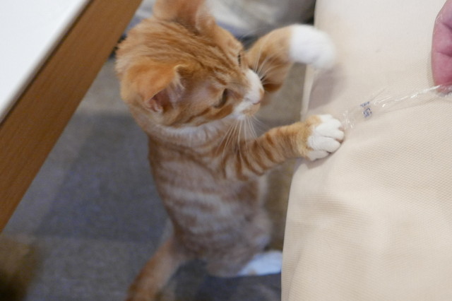 50 猫 カフェ タンゴ 100 で最高の画像 50 猫 カフェ タンゴ 100 で最高の画像