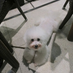 恵比寿 箸庵 - テラスはワン OK〜♬