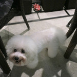 恵比寿 箸庵 - アンジェリーナも金魚の目