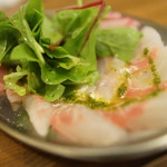 piccolo MODENA - 真鯛