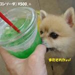 DOG DEPT.+CAFE Karuizawapurinsuten - メロンソーダ♨