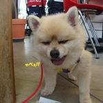 DOG DEPT.+CAFE Karuizawapurinsuten - 食欲全開??