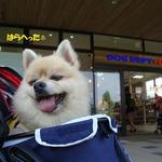 DOG DEPT.+CAFE Karuizawapurinsuten - お買いものなんですけど♨