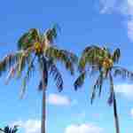 Shor American Seafood Grill - テラス席