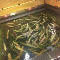 稚加榮 本店 - 