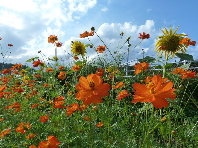 そば処 かねこ（ソバドコロ カネコ） - 村山市その他（そば）の写真