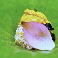 銀座 奥田 - 先付　　毛ガニ　利尻の雲丹　赤茄子胡麻和え　ずいきの海苔和え
                