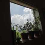 ビストロさくら - 